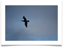 Bird Silhouette (Guillemont) - June Bannister